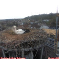 20_10-nest.jpg