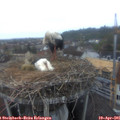 06_30-nest.jpg