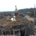 06_50-nest.jpg