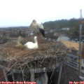06_55-nest.jpg