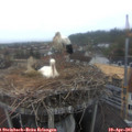 07_05-nest.jpg