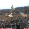 07_10-nest.jpg