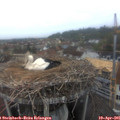 07_15-nest.jpg