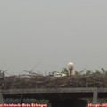 07_25-mast.jpg