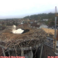 07_30-nest.jpg