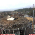 07_35-nest.jpg