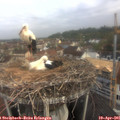 07_50-nest.jpg