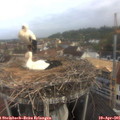 07_55-nest.jpg