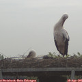 08_05-mast.jpg