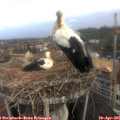08_05-nest.jpg