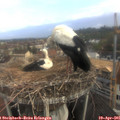 08_10-nest.jpg
