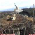 08_15-nest.jpg