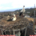 08_20-nest.jpg