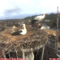 08_25-nest.jpg