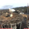 08_30-nest.jpg