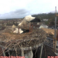 08_35-nest.jpg