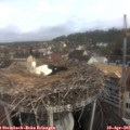 08_50-nest.jpg