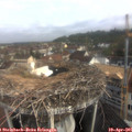 09_00-nest.jpg