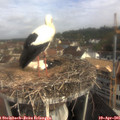 09_15-nest.jpg