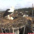 09_20-nest.jpg