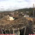 09_30-nest.jpg