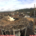 09_35-nest.jpg