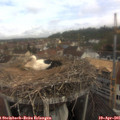 09_40-nest.jpg