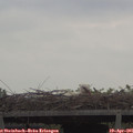 09_50-mast.jpg