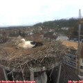 09_50-nest.jpg