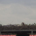 09_55-mast.jpg
