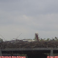 10_00-mast.jpg