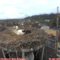 10_00-nest.jpg