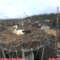 10_05-nest.jpg