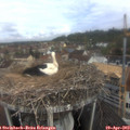 10_10-nest.jpg