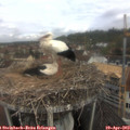 10_20-nest.jpg