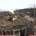 10_25-nest.jpg
