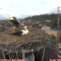 10_30-nest.jpg