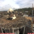 10_40-nest.jpg