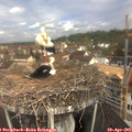 10_50-nest.jpg