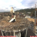 11_00-nest.jpg