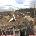 11_05-nest.jpg
