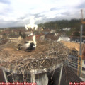11_10-nest.jpg