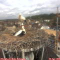 11_15-nest.jpg