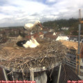 11_20-nest.jpg