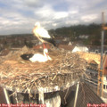 11_25-nest.jpg