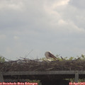 11_30-mast.jpg
