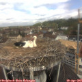 11_30-nest.jpg