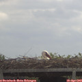 11_35-mast.jpg
