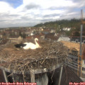 11_35-nest.jpg