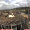 11_40-nest.jpg